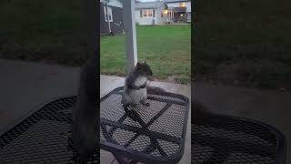 Meet Viktor the hoarding squirrel squirrel squirrelvideo squirrely viktor squirrelfriends [upl. by Ahselef]