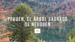 Pehuen el árbol sagrado de Neuquén [upl. by Anihsak]