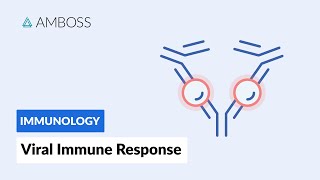 Immune Response to Viruses How the Body Reacts [upl. by Frayda]