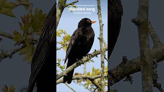 The Blackbirds pure melodic song is ultrarelaxing [upl. by Shiff]