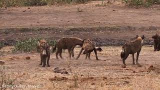 Laughing Hyena Sounds Vocalizations [upl. by Gredel]