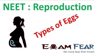 NEET Biology Reproduction  Types of Eggs Homolecithal Telolecithal Centrolecithal [upl. by Anawk]