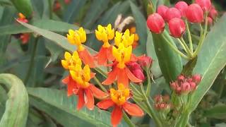 Asclepias curassavica L  Medicinal Uses Of Asclepias curassavica  Scarlet Milkweed  Bloodflower [upl. by Sunda]