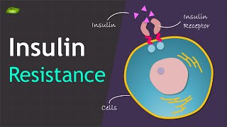 Insulin Resistance  Basics and Mechanism  Basic Science Series [upl. by Sophia]