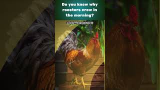 AVOID The DEADLIEST Morning Mistake Roosters Crowing Secrets 1DoctorGenius CR SMARTRIVIA [upl. by Arreis]