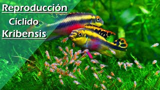 83💜 Reproducción  Criar  Breeding Pez KRIBENSIS MUY FÁCIL Pelvicachromis Pulcher [upl. by Annekim]