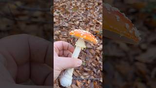 La toxicité par contact champignon educatif apprendresuryoutube mycologie amanitetuemouche [upl. by Hughmanick]