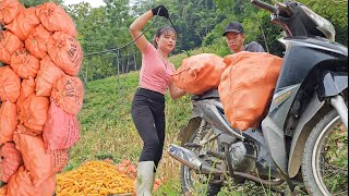 Move the corn complete the harvest with the help of parents Cook dinner with parents at the farm [upl. by Newfeld564]