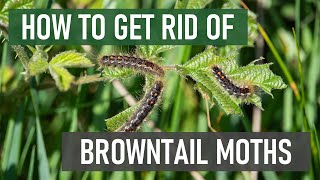 How to Get Rid of Browntail Moths amp Their Caterpillars in 4 Easy Steps Tree amp Shrub Eating Pests [upl. by Wootten]