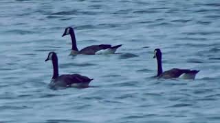 Floating Canada Geese [upl. by Rawdon667]