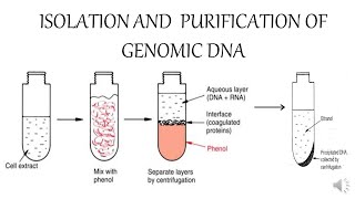 ISOLATION AND PURIFICATION OF GENOMIC DNA [upl. by Izawa]