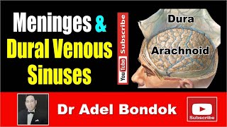 Meninges and Dural Venous Sinuses Dr Adel Bondok [upl. by Meekahs]