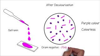 Grams Staining [upl. by Nollid]