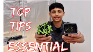 How To Separate Chilli Seedlings  Beginners Guide To Growing Peppers [upl. by Eedissac]