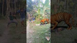 tiger attack shorts shortsfeed trendingshorts youtubeshorts entertainment [upl. by Reiners]