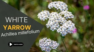 White Yarrow  Achillea Millefolium  TinyLeaf [upl. by Booth313]