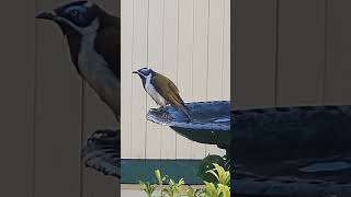 Blueeyed BeautyHoneyeater Bird Takes a Refreshing Bath birdsofinstagram wildlife naturescenery [upl. by Nelleoj]