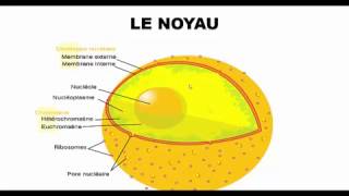 جديد ما يجب معرفته عن النواة  Le noyau [upl. by Nnahs]