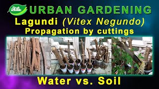 Lagundi Vitex Negundo Propagation by cuttings [upl. by Enomed]