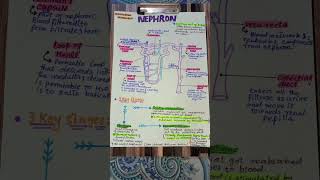 Nephron physiology and biology [upl. by Nuahsyt]