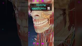 ToothAnatomy🦷dental dentist dentista dentalcare toothless teethwhitening trending rootcanals [upl. by Debora]