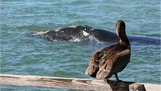 North Atlantic right whales in danger of extinction [upl. by Calabresi]