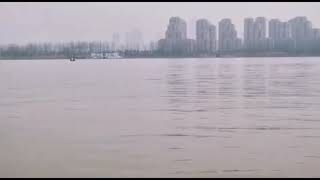 The Yangtze Finless Porpoise [upl. by Ssepmet671]