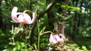 Lilium martagon  Ľalia zlatohlavá [upl. by Gifferd93]