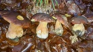 Aggiornamento METEO FUNGHI Appennino Tosco Emiliano Siamo agli SGOCCIOLI [upl. by Eiramlatsyrc243]