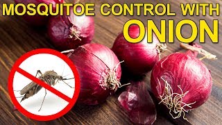 Mosquitoes Can Be Controlled With ONIONS  Homemade Remedies  Gold Star Entertainment [upl. by Azmuh]