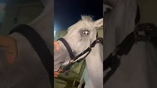 Why this horse is crying soo much Explained shorts [upl. by Mauralia509]