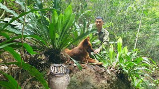 Stream fishing for food Take Birds Nest Fern to filter the air Live with nature [upl. by Attwood]