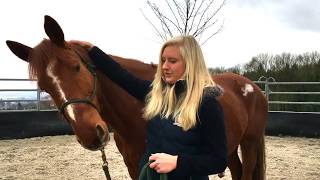 Horsemanship Bodenarbeit Tutorial Kopf senken [upl. by Deeann]