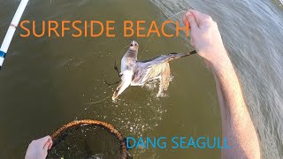 Surfside Beach Fishing  Freeport TX  Damn Seagull [upl. by Felike368]