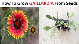 How to grow Gaillardia from seeds Stepbystep [upl. by Gershon20]