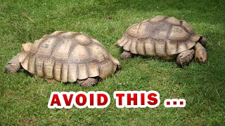 The ULTIMATE SULCATA spurred Tortoise food list amp diet [upl. by Vyse]