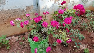 பூ மட்டுமே பூக்கும் எங்க வீட்டு ரோஜா பூச்செடி  Kashmir rose plant [upl. by Arten240]