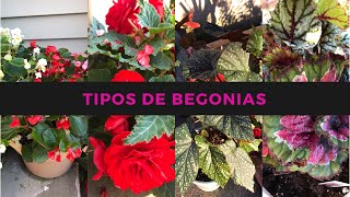 Como cuidar las begoniasBegonias cuidados básicos  4 tipos de begonias [upl. by Aissak]