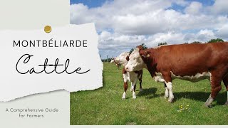 Montbéliarde cattle A Comprehensive Guide for Farmers [upl. by Susej]