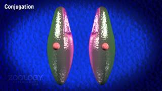 Paramecium conjugation [upl. by Jessen]