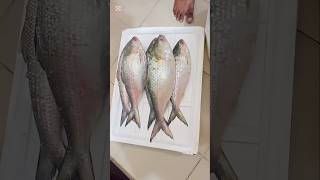 Unboxing the Famous Chandpur Hilsa Fish youtubeshorts shortvideo ilish hilsa [upl. by Kistner]