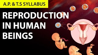 reproduction in humans class 10 Explanation in Telugu  10th Biology Chapter 6 AP amp TS Syllabus [upl. by Adialeda]