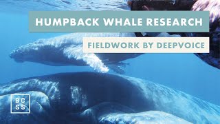 Humpback Whale Research Expeditions by Deep Voice [upl. by Mott]