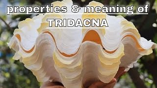 Tridacna Meaning Benefits and Spiritual Properties [upl. by Blanche]