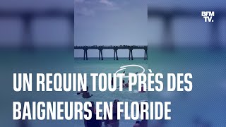 Un requin aperçu à proximité des baigneurs sur une plage en Floride [upl. by Ebeneser]