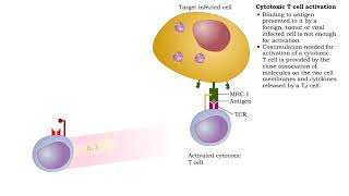 Cytotoxic T cell receptors activation proliferation differentiation amp action [upl. by Rabjohn]