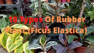 10 Types of Rubber Plant  Ficus Elastica Varieties Including Care Tips [upl. by Amitak]