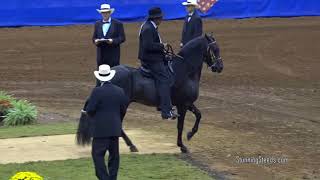 2017 Paso Fino Nationals  Fino 5 amp 6 Year Old Stallions  BOARDS amp WORK OFFS [upl. by Trev]