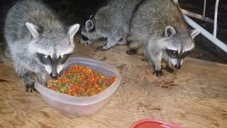 Raccoon quotMamaquot amp Five Babies I Said quotCome On Follow Mequot [upl. by Raybourne311]