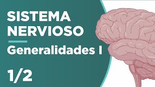 GENERALIDADES del SISTEMA NERVIOSO  Parte 1 Anatomía ¡Fácil y cortito  Unani 🧠😉 [upl. by Cutcheon320]